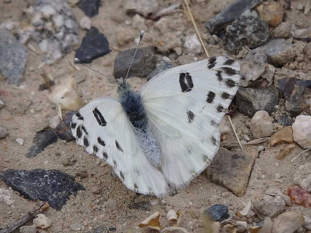 Becker's White