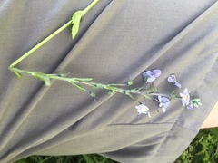 Veronica gentianoides