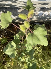 Xanthium orientale italicum