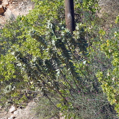 Gomphocarpus cancellatus