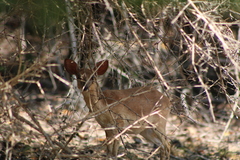 Nesotragus moschatus