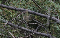 Phylloscopus bonelli
