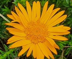 Oedera imbricata