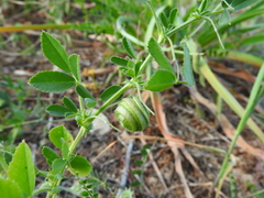 Medicago scutellata