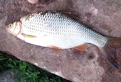 Scardinius erythrophthalmus