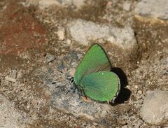 Callophrys rubi