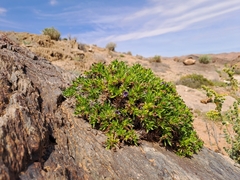 Aptosimum spinescens