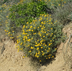 Tylecodon paniculatus