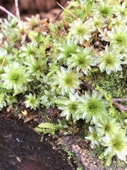Rosulabryum