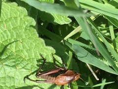 Psorodonotus