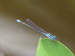 Coenagrionidae