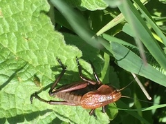 Psorodonotus