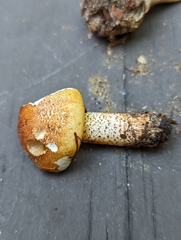 Tricholoma aurantium