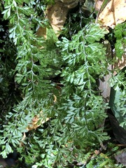 Hymenophyllum cupressiforme