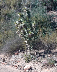 Gomphocarpus cancellatus