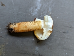 Tricholoma aurantium