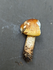 Tricholoma aurantium