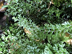 Hymenophyllum cupressiforme