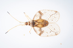 Tingidae