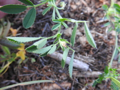 Medicago scutellata