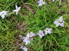 Ipheion uniflorum