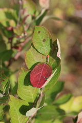 Vaccinioideae
