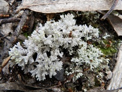 Pulchrocladia retipora