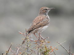 Certhilauda subcoronata