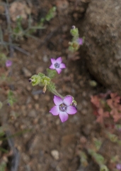 Gilia laciniata
