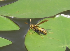 Polistes rothneyi