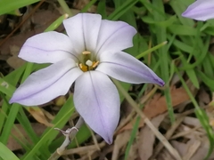 Ipheion uniflorum