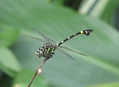 Ictinogomphus rapax