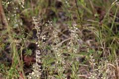 Scutellaria integrifolia