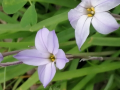 Ipheion uniflorum