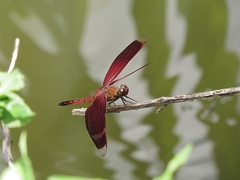 Neurothemis taiwanensis