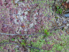 Sphagnum capillifolium