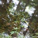 Ranunculus pensylvanicus - Photo (c) Erika Mitchell, algunos derechos reservados (CC BY-NC), uploaded by Erika Mitchell