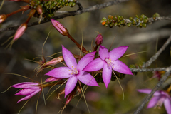 Calytrix duplistipulata