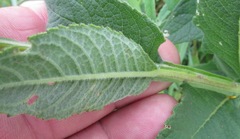 Verbesina helianthoides