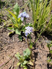 Pentanisia prunelloides