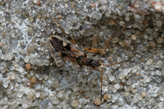 Beosus maritimus