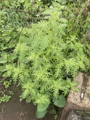 Dysphania graveolens