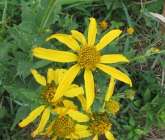 Verbesina helianthoides