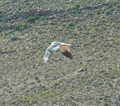 Melierax canorus canorus