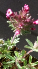 Parentucellia latifolia