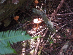 Chroogomphus tomentosus