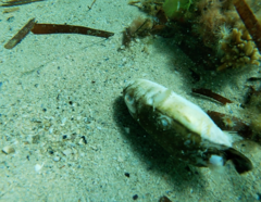 Torquigener pleurogramma