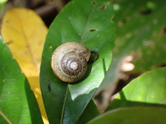 Helicoidea
