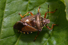 Pinthaeus sanguinipes