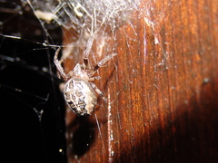 Larinioides suspicax